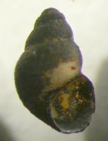Beddomeia capensis photograph