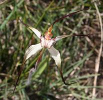 Caladenia anthracina photograph