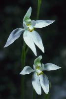 Caladenia aurantiaca photograph