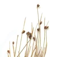Isolepis habra photograph