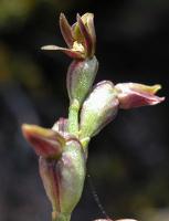 Prasophyllum sp. Arthurs Lake photograph