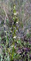 Prasophyllum incorrectum photograph