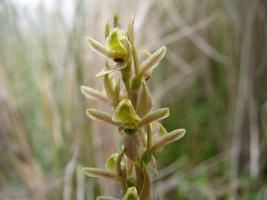 Prasophyllum crebriflorum photograph