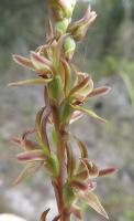 Prasophyllum castaneum photograph