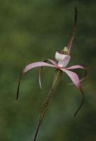 Caladenia pallida photograph