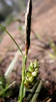 Carex gunniana photograph