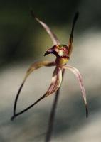 Caladenia lindleyana photograph