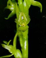 Prasophyllum secutum photograph