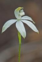 Caladenia sylvicola photograph