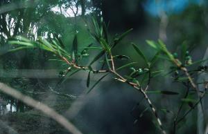 Leucopogon affinis photograph
