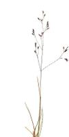 Agrostis diemenica photograph