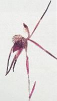 Caladenia brachyscapa photograph
