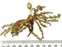 Taraxacum cygnorum photograph