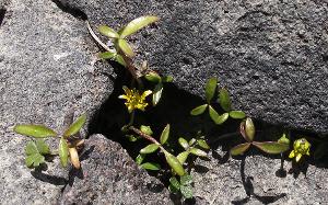 Ranunculus collicola photograph