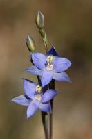 Thelymitra inflata photograph