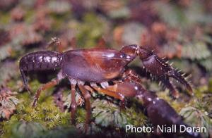Photo of Furneaux Burrowing Crayfish