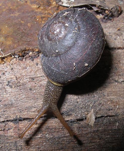 Southern Hairy Red Snail - Threatened Species Link