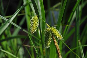 Carex longebrachiata photograph