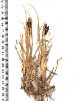 Carex hypandra photograph