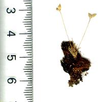 Centrolepis strigosa subsp. pulvinata photograph