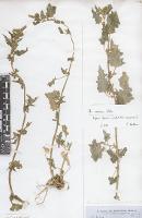 Chenopodium erosum photograph