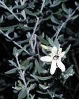 Cyphanthera tasmanica photograph
