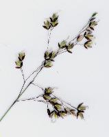 Hierochloe rariflora photograph