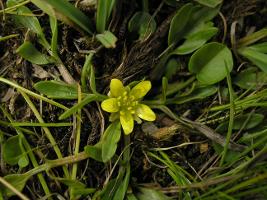 Ranunculus jugosus photograph