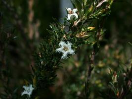 Pentachondra ericifolia photograph