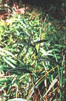 Persicaria subsessilis photograph