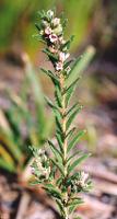 Zieria veronicea subsp. veronicea photograph