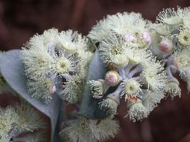 Eucalyptus risdonii photograph