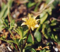 Ranunculus prasinus photograph