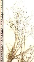 Lachnagrostis punicea subsp. filifolia photograph