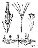 Podotheca angustifolia photograph